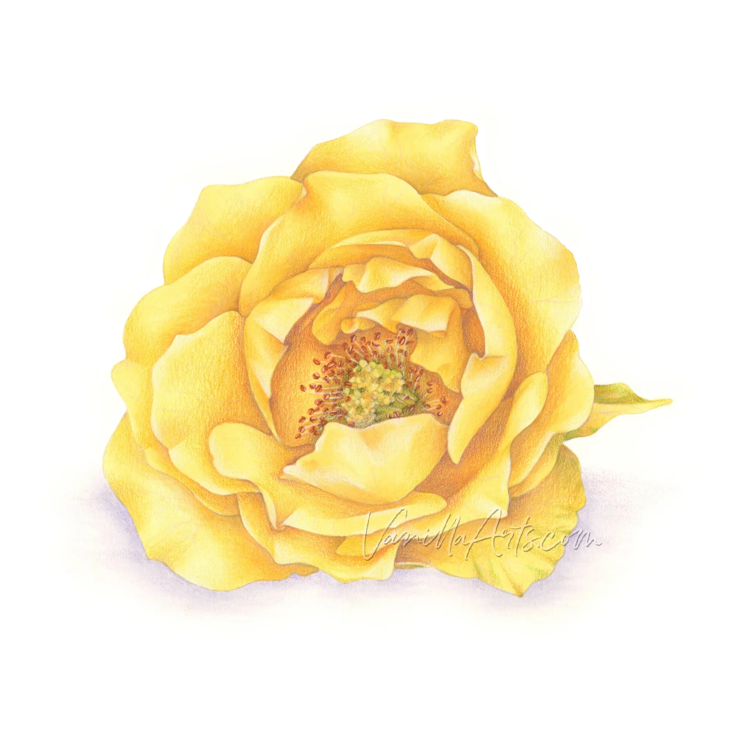 Texas Yellow Rose - Digital Stamp + Retreat Booklet — Vanilla Arts Co.